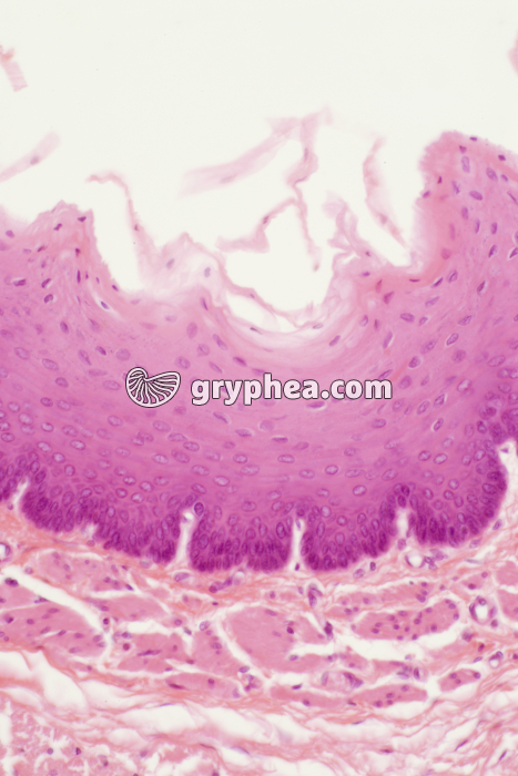 Muqueuse oesophagienne x100 - gryphea.org